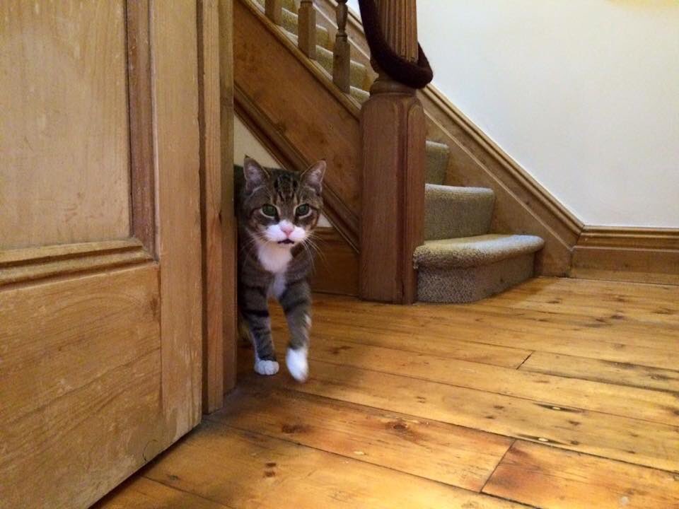SafeHandsPetSit's tweet photo. Meet Murdoch!  He's a big cat with a big personality and a big appetite #cardiffcat #funnycat https://t.co/M04SglqhoB
