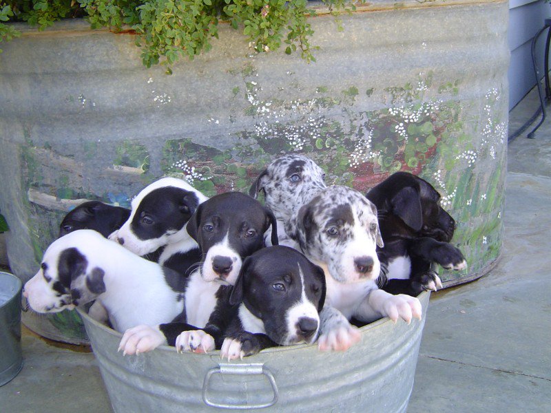 Pupgasm's tweet photo. Tag someone with a great dane https://t.co/6nEm290UBg