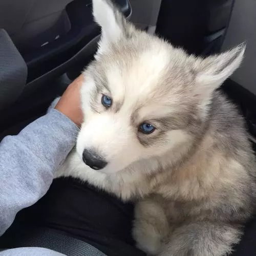 itsadorabledogs's tweet photo. Eyes 😍 https://t.co/jBP2nphRrt