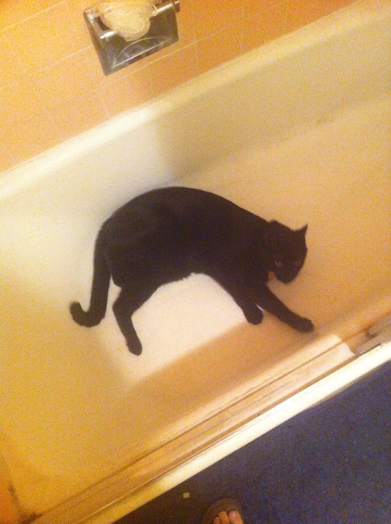 zemthings's tweet photo. Like, he's perpetually angry. And we don't know what his screams mean yet. And he lives in the tub #cat #hescream https://t.co/Xy1IbT5JJQ