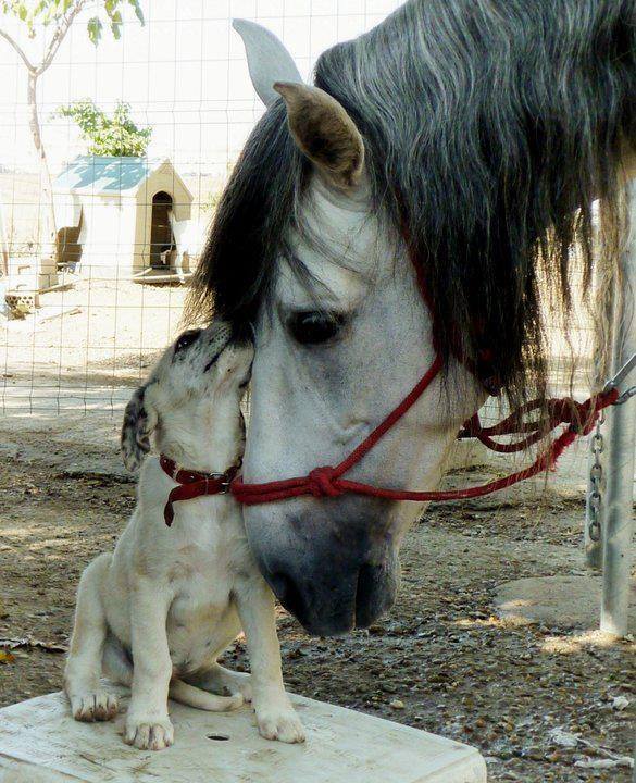 AnimalsShot's tweet photo. Love https://t.co/tSpHfzUvZN