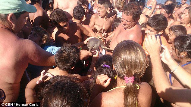 DailyMail's tweet photo. Young dolphin dies when it's carried on to beach for people to stroke and take photographs https://t.co/sALl1r0s59 https://t.co/ezyyPGRx6b