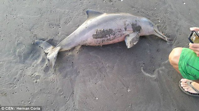 DailyMail's tweet photo. Young dolphin dies when it's carried on to beach for people to stroke and take photographs https://t.co/sALl1r0s59 https://t.co/ezyyPGRx6b