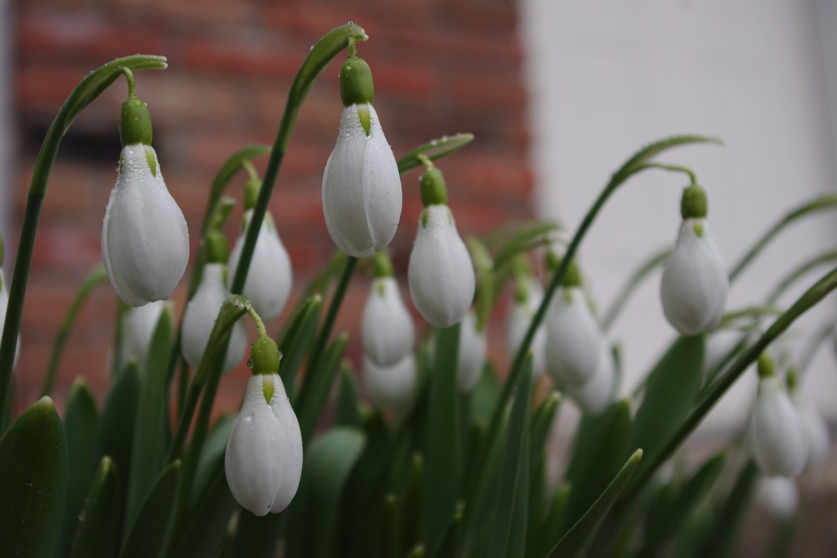 DdcMuseum's tweet photo. Early messenger of spring's arrival - snowdrops at the DDC.@DdcMuseum #DestinationCastlegar #DestinationWestKootenay https://t.co/HVhm8Lb5pg