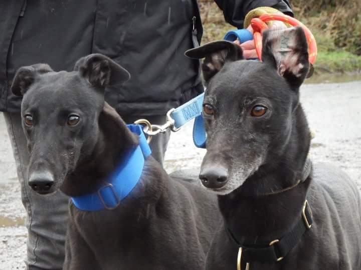 #findahomefriday fae two beauties both on the lookout for fabulous homes #Laura #Moss all info <a href="/NWDogRescue/">FindingFureverHomes</a>
