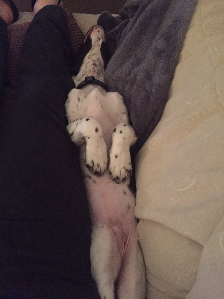 oscar_cocker's tweet photo. Sleepy time for meeeee #tiredpup https://t.co/R8IGRqSJAL