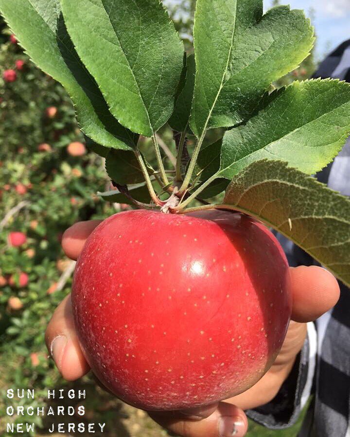 JuiceForALiving's tweet photo. .

#simple #life #nutrients #apple #orchard #fruit #juice #cleanse #farmacy #newjersey https://t.co/w0wadZYSZE