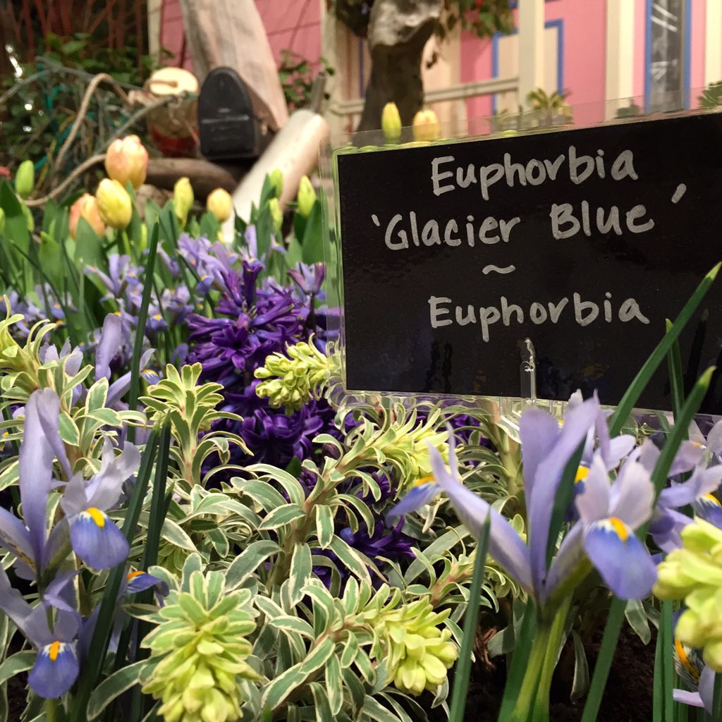 They smell as sweet as they look <a href="/NWFGS/">Northwest Flower & Garden Festival</a> Feb 17-22! #nwfgs #seatoshiningsea #fancyplants #springinfeb #seattle #pnw