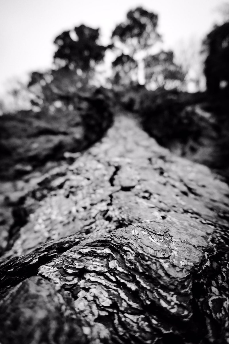 markbaberphoto's tweet photo. #macro #landscape #creativemodes new @panasonic #TZ100 #Leica F2.8 Lens #ProLumixPhoto #straightfromcamera #Cornwall https://t.co/nxat3GShaf