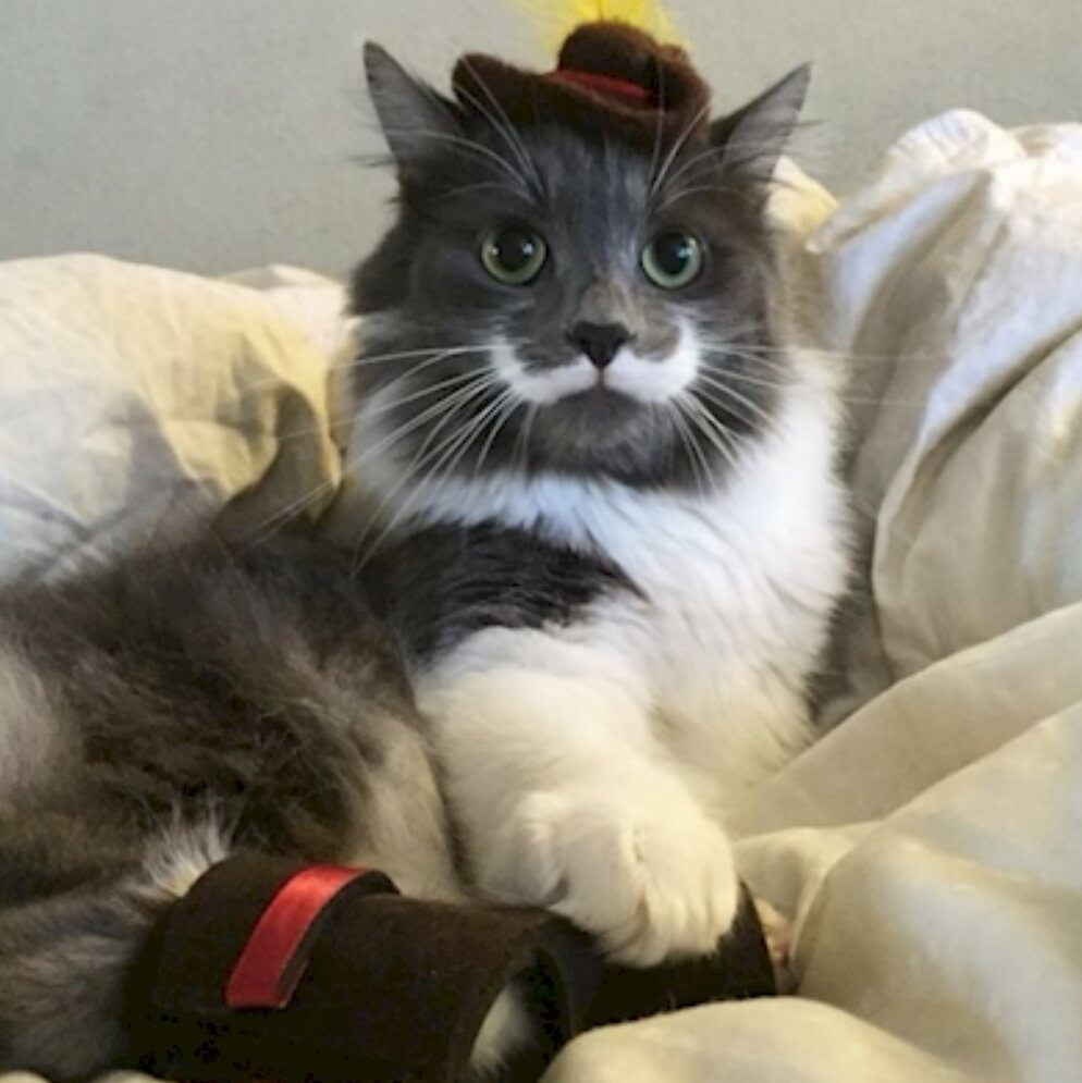 @markiplier #mustachecats this cats mustache you a question :D