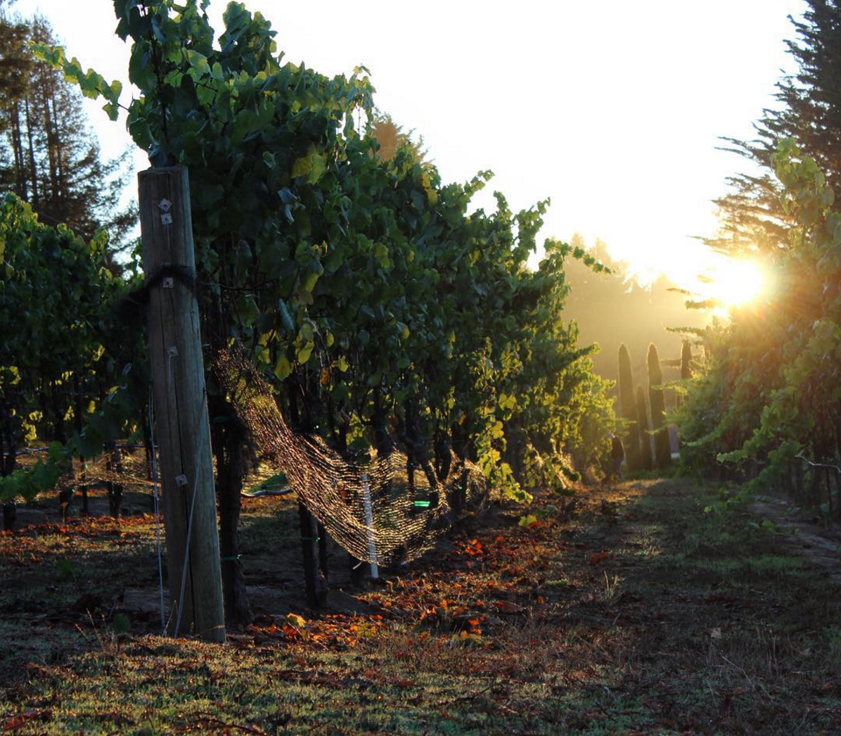 senseswines's tweet image. It's official: our 2016 Spring Release starts next week! Stay tuned #wine #WineWednesday #SonomaChat #Cheers