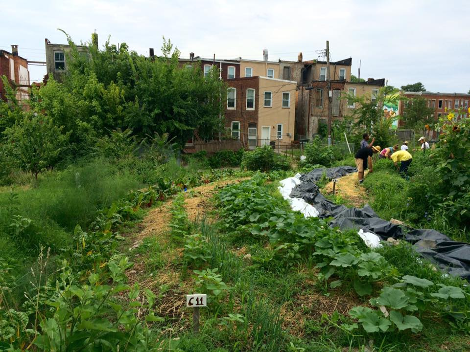 NFUDC's tweet photo. Gaps remain in support for #urbanfarming: https://t.co/pCY7CHw3io @boonestreetfarm https://t.co/brsDsCmSBm