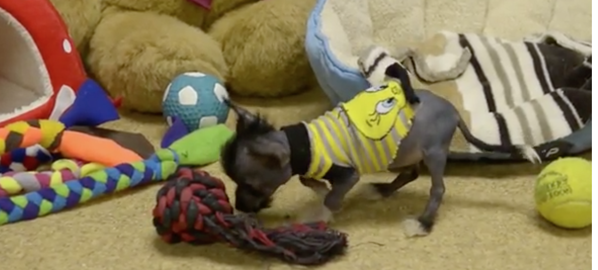 Whos_In_Charge's tweet photo. Arthur the tiny #rescuedog wears coats made from socks. 💛https://t.co/t54C8Pa4uI  #tinydogs #pups #cutenessoverload https://t.co/MoL4Gzuk6K
