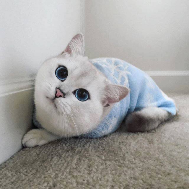 AnimalsShot's tweet photo. i got my eyes on you https://t.co/5mmUBthAkp