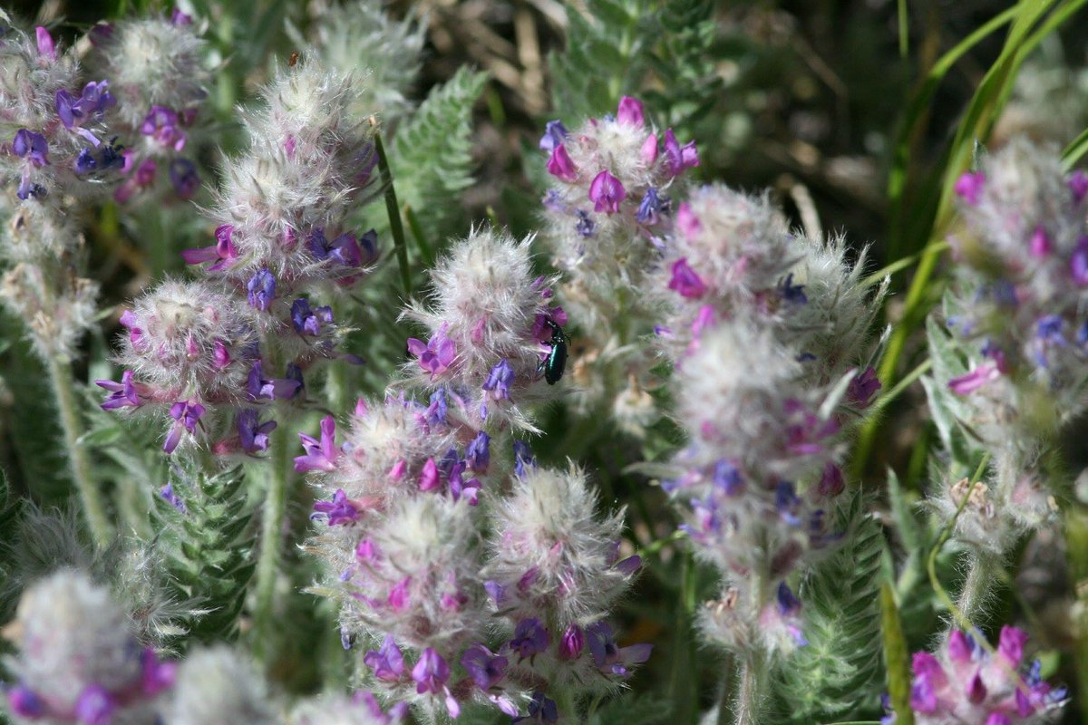 ColoradoNPS's tweet image. #WildflowerWednesday: #Oxytropis splendens, showy #locoweed in the Wet Mountains, CO 2007. Photo by Carol English.
