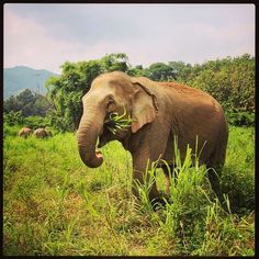 blesele: '#chompchomp #yummy #go #lush #lushlife #elephantparadise #allyoucaneat #greengrass #lovingfreedom #loving…