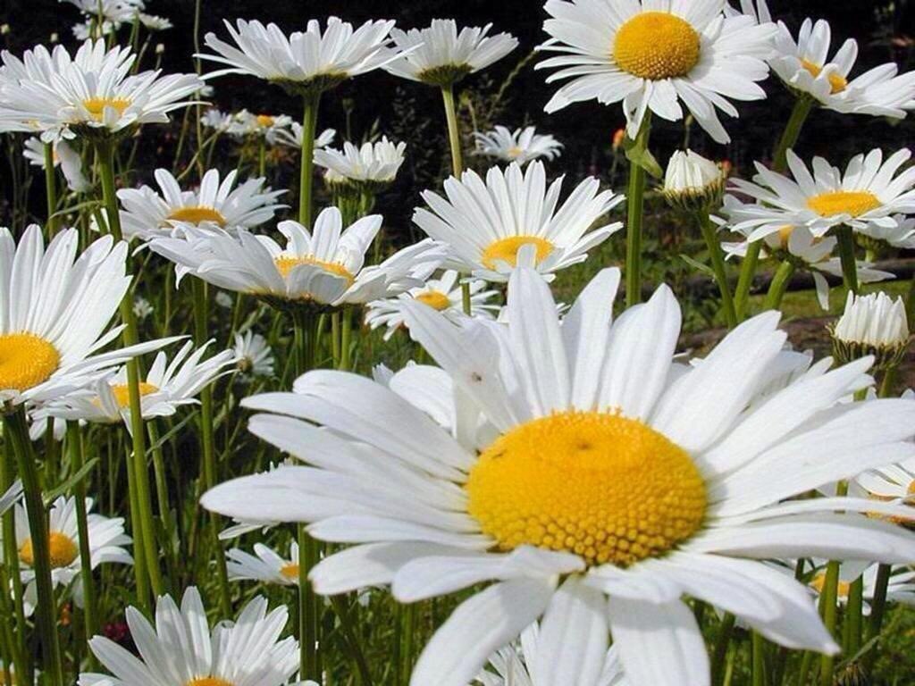 PardueSuzanne's tweet photo. The seeds of kindness you plant
today will bloom in the hearts of
those you touch, forever... https://t.co/EBjtpF6b4D