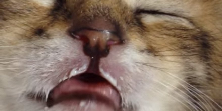 DropTilt's tweet image. Kitten’s milk mustache leads to lucid dreaming @droptilt droptilt.com/happy/kitten-f…