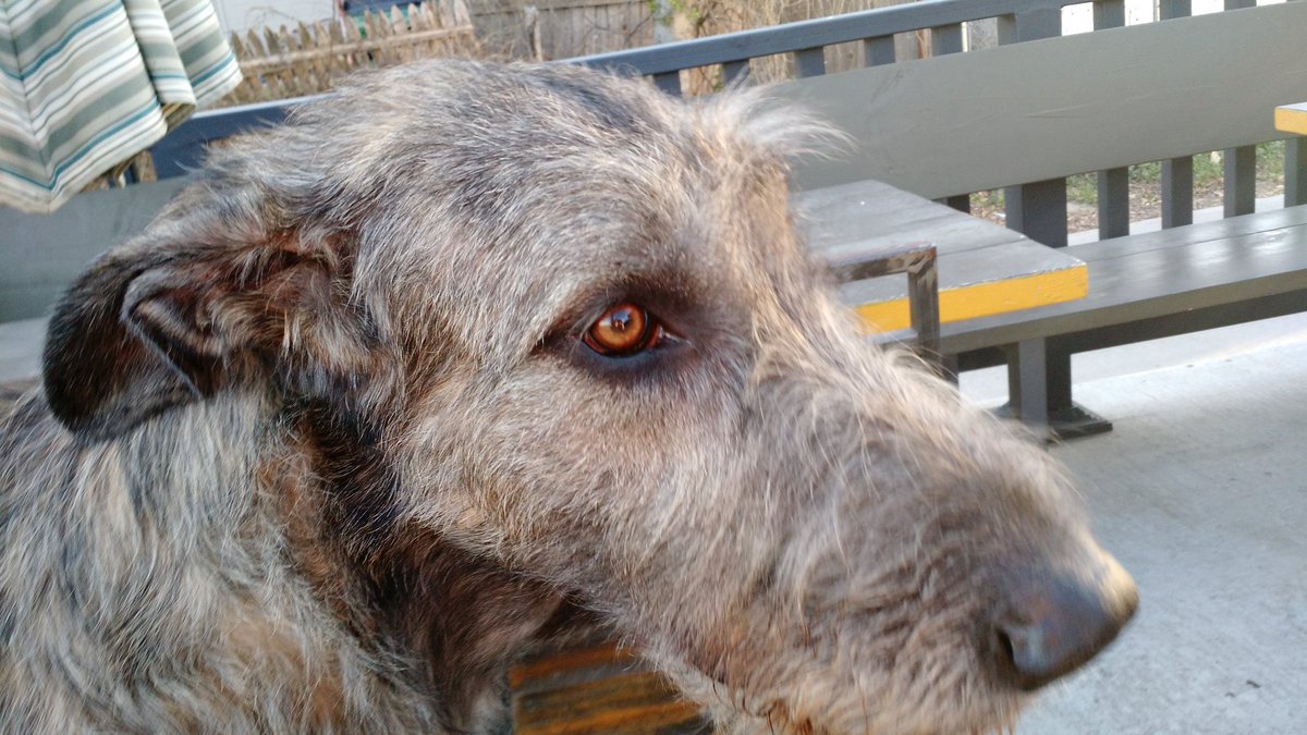 OffLead tweet picture