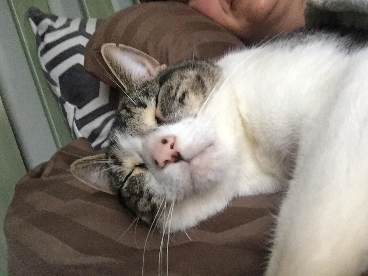 Nick_Raif_25's tweet photo. When you interrupt Felixs 4th afternoon nap... Shit gets real quick. #0to100 #Katz #GoHomeFelix #SatansSon #ImSatan https://t.co/Q3tmzNnWs2
