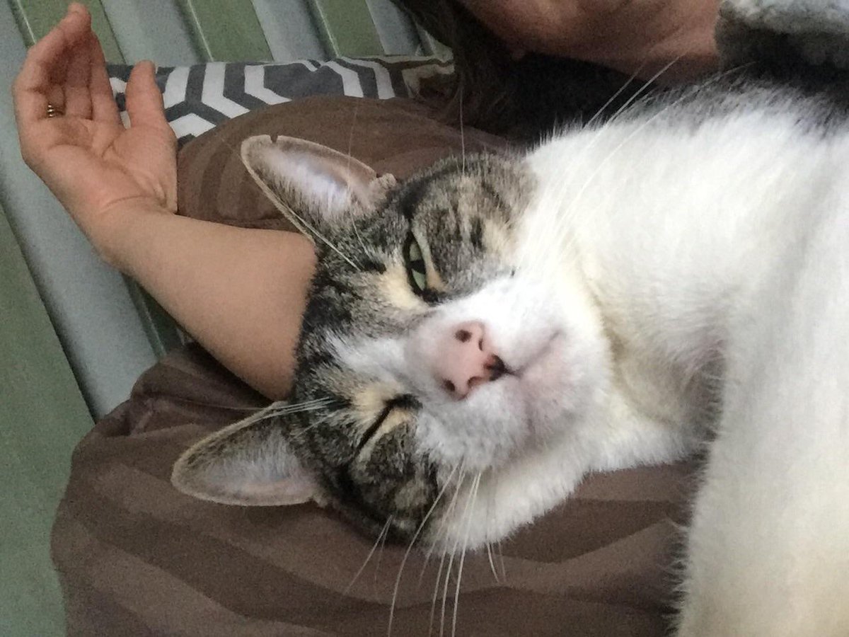 Nick_Raif_25's tweet photo. When you interrupt Felixs 4th afternoon nap... Shit gets real quick. #0to100 #Katz #GoHomeFelix #SatansSon #ImSatan https://t.co/Q3tmzNnWs2