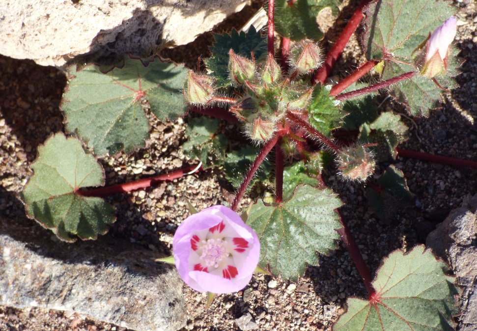 InyoCounty's tweet photo. The famed and lovely Desert Five Spot in Death Valley National Park. The wildflowers are flowering and blooming. https://t.co/tBhNu25Yjv