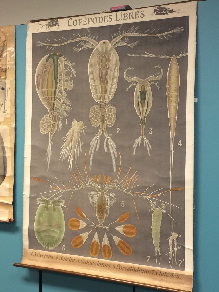 breeput's tweet photo. Beautiful antique ID guide in my Marine Ecology class #teacherlife #TAallday https://t.co/q72ycSwY3U