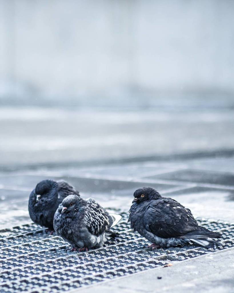 ashtontekno's tweet photo. 02/17/16.
#cuteye 👀🐦
Tag Someone that gives you thst cuteye.😱 https://t.co/onRwqFeUBP https://t.co/PglSCRiNQm