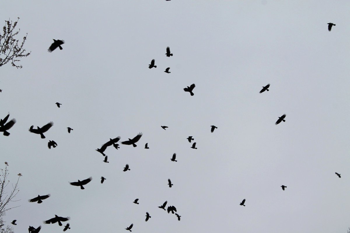 PhotographyBoon's tweet image. RT  MURDER SHE WROTE..Crow Photography..2 sizes available
etsy.com/listing/263816…  #alexp…