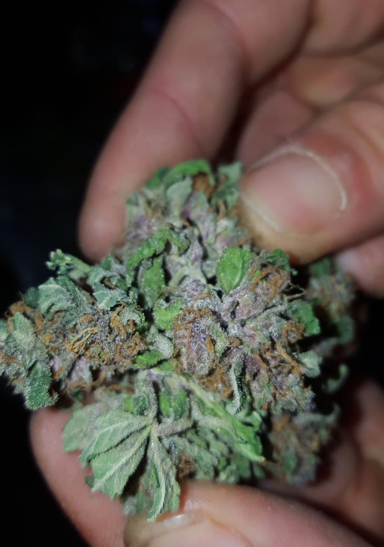 HighLifeMcr's tweet photo. #PurpleKush #Kush #ukstoner #manchester #highlifemanchester #highlife #weed #cannabis #kush #ganja #dank #pukka https://t.co/qtyUepPwFU