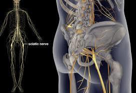 pogophysio's tweet photo. What is sciatica &amp; why does it occur? #sciatica #physio #physiotherapy #backpain https://t.co/GiFG0P27rS https://t.co/7p6U3wwo9S