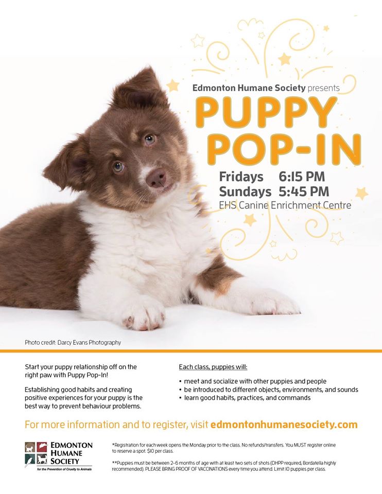 EdmontonHumane's tweet photo. Got puppies? #yeg #yegevents #puppypopin #training #dogs REGISTER https://t.co/WjamqoLjlI https://t.co/x50mj9nKuP