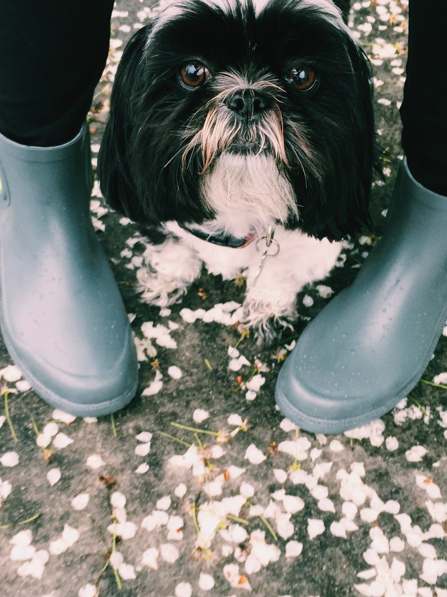 davrain's tweet image. #davrainboots #springarrival #puppies #rainboots