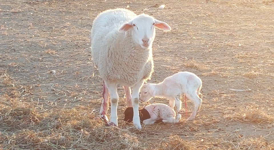Look who was born on our place last week- twins! <a href="/BlueValleyMeats/">Blue Valley Meats</a>
