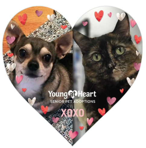 GridJungle's tweet photo. I mean we really love helping the senior critters! They hit their $3000 goal in a few days!
https://t.co/lLqr1JGSNn https://t.co/K2Eu6EuZ8i