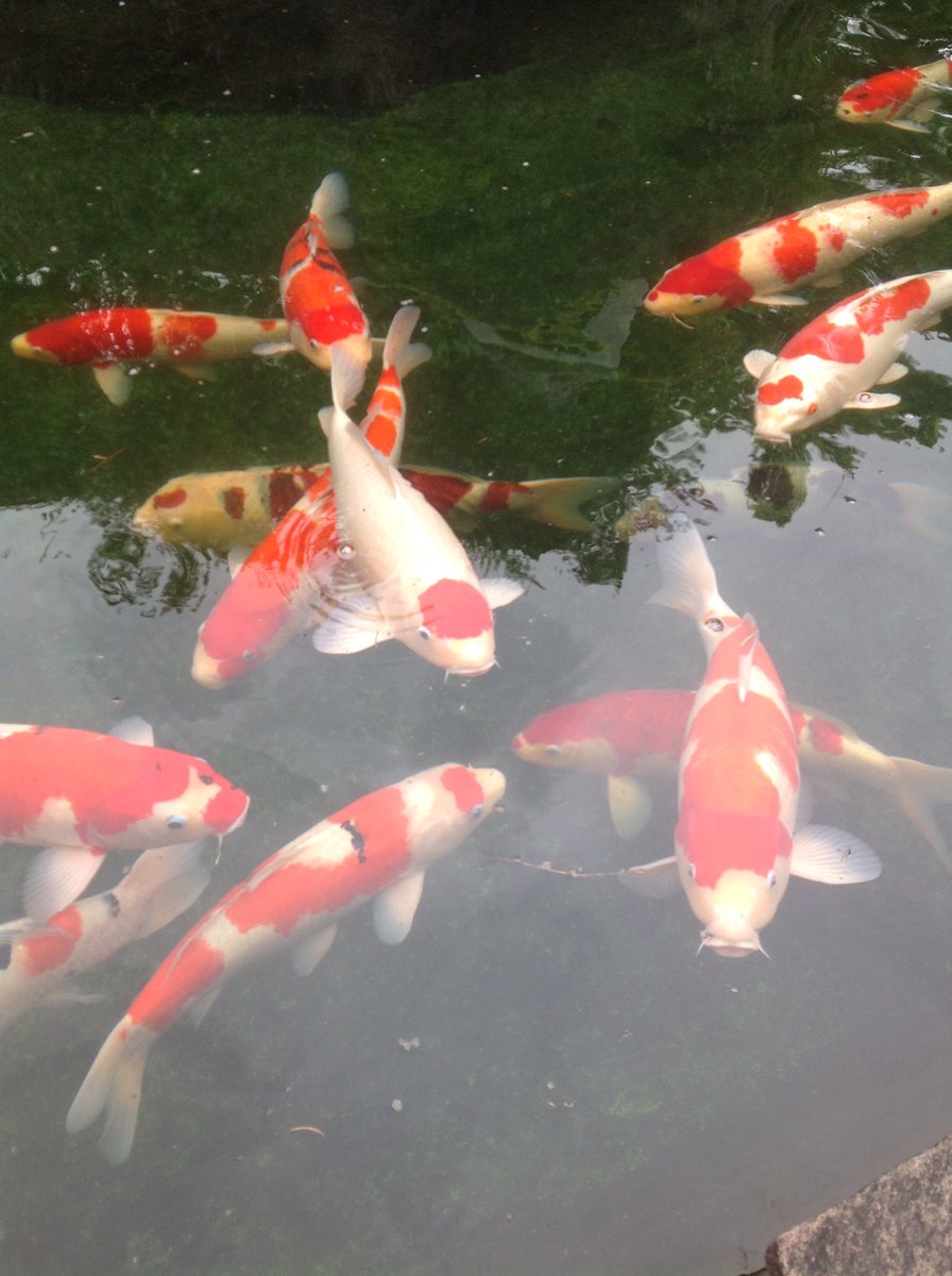 Did you know #ojiya is the birthplace of #nishikigoi?See these #koi and #learnjapanese with us! Ojiya #studyabroad!