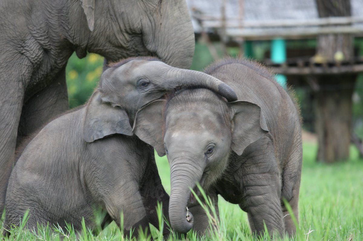 ElephantNatureP's tweet photo. Good morning from #Thailand we hope  you have a beautiful day #elephantnaturepark https://t.co/unNk61pouM