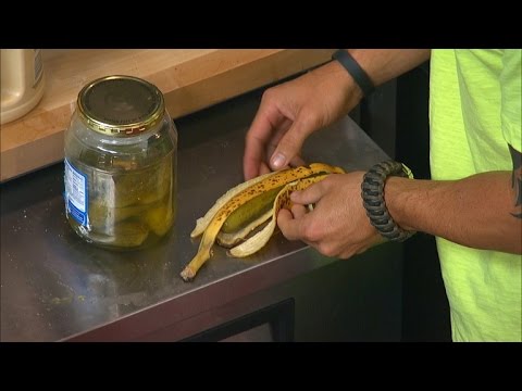 VincentRyan91's tweet photo. For those unaware Caleb once gave a girl a pickle wrapped in a banana peel in the name of love #survivor https://t.co/GSpwxbqgtM