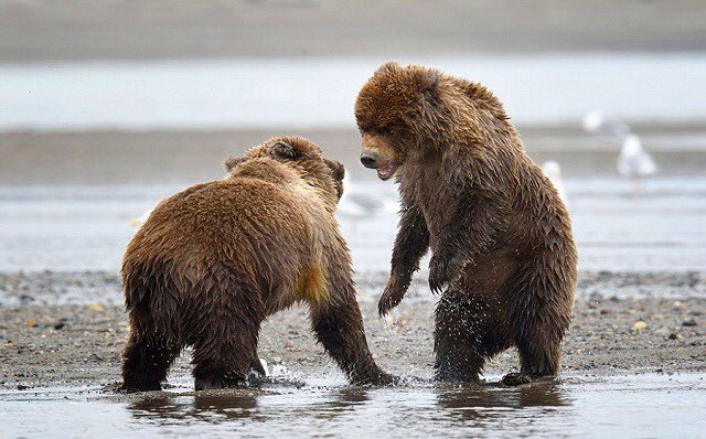 ট ইট র シロクマの尻尾ってどうなってんだっけ と調べた 微妙な長さ そしてシロクマのオス 子供を捕食って仁義ない ついでにヒグマとのハイブリッドだと 体毛は白いままなのか 尻尾は無いっぽい T Co Lv28zopim7