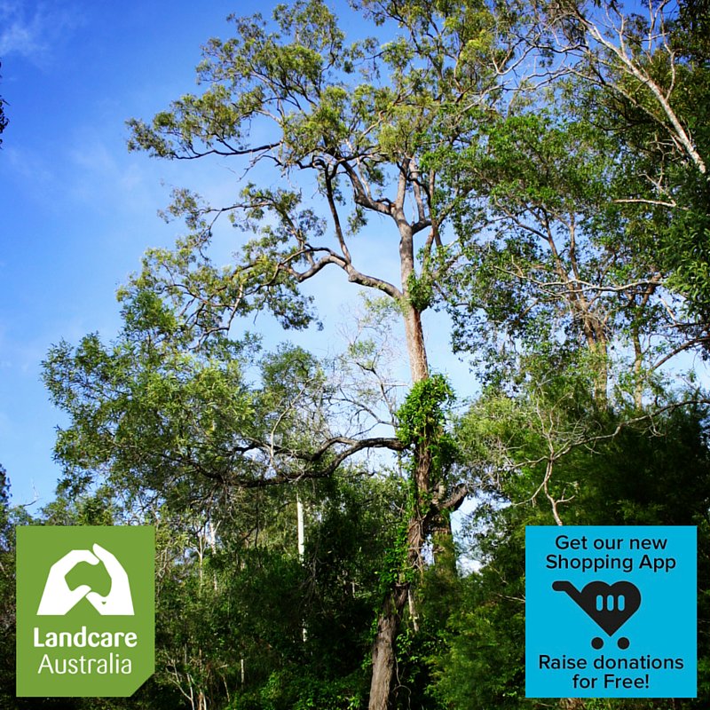 LandcareAust's tweet photo. Love a bit of online #shopping? Shop here and protect our #environment: https://t.co/N1QbezjzbI #Shopnate https://t.co/cTXcDKcZHs