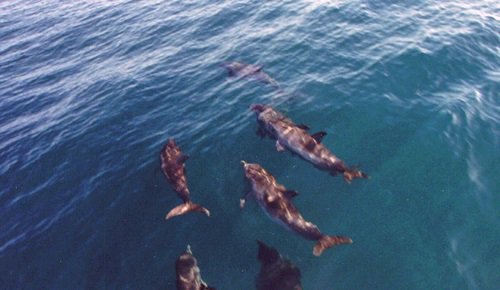 NaviH2O's tweet photo. ¿Te gustan los delfines? Entonces tienes que estar muy pendiente de nuestras redes sociales. Pronto más información. https://t.co/Dyzs76k57G