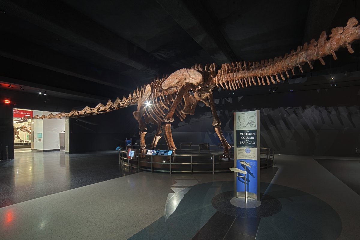 AMNH tweet picture