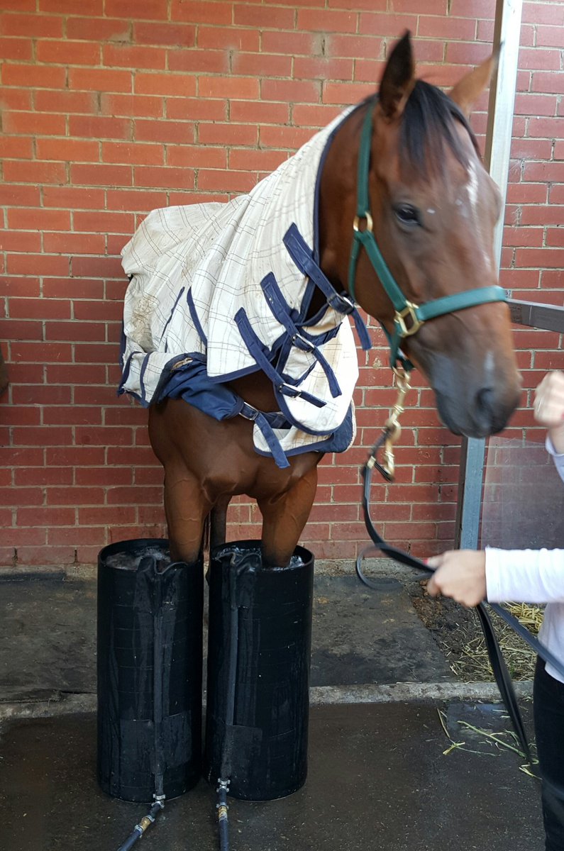 SamTaweets's tweet photo. Good luck to the rest of the owners of Gilchrist who's racing at Kyneton today! #RightInIt ๐๐๐ https://t.co/EJaQNfPJJJ