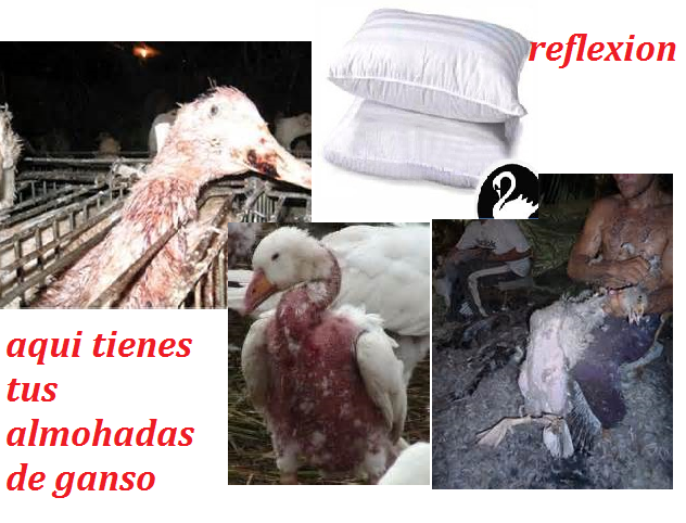 R0ritos's tweet photo. no al maltrato animal @NoticieroAnimal  @CanalAnimal @idogyoutoo @animalesolos @dhuellitas @NicolasMaduro Difunde https://t.co/716rkCJtYU