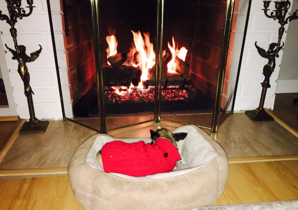 BarbaraNiven's tweet photo. Pepper just ditched us to go lay by the fire. #HisFavoriteThing #HappyDog #HandsomeInRed #PerfectRainyNight https://t.co/qwAFqbNchy