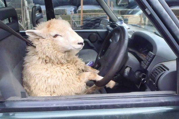 Image result for sheep car