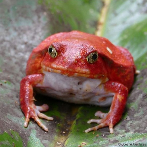 Say hello to Mr #tomato #frog ! We're exploring #Andasibe national park today! #Madagascar #wildlife #travel #ttot