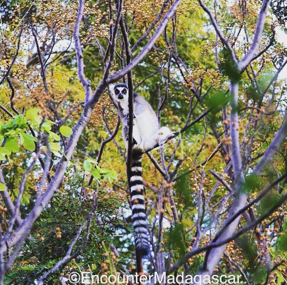 #Madagascar is truly #lemur island! Let's explore it: bit.ly/1jtspg6 #travel #ttot