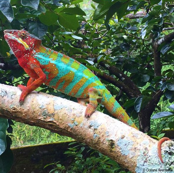 #Andasibe is home to wonderful #wildlife: a sample, this #chameleon ! #Madagascar #travel #ttot