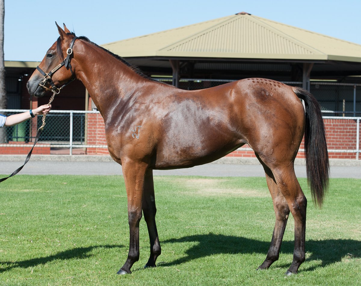 lukewilkinson13's tweet photo. I purchased a racey Not A Single Doubt filly @mmsnippets #perthsale.Month in paddock then off to breakers #earlytype https://t.co/0Ka0hinZsf